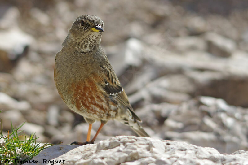 Alpine Accentor, identification