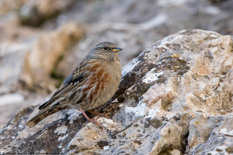 Alpine Accentor, identification