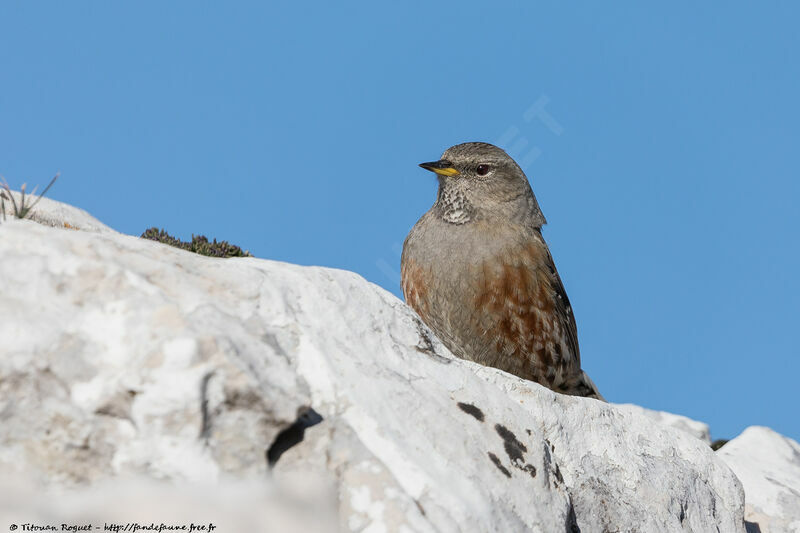 Accenteur alpin