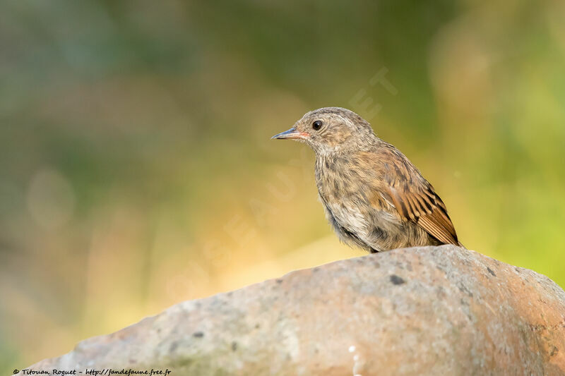 Dunnock, identification, close-up portrait, aspect, pigmentation