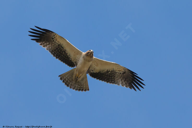 Aigle botté, composition, pigmentation, Vol