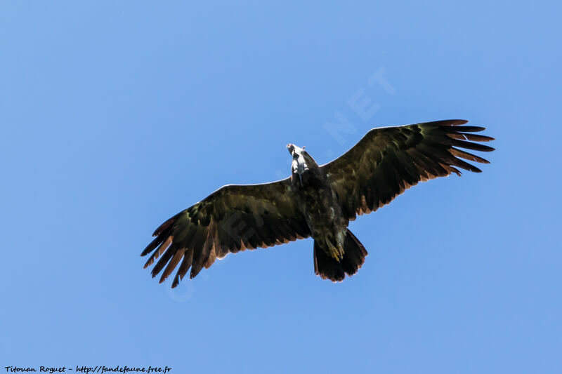 Lesser Spotted Eagle