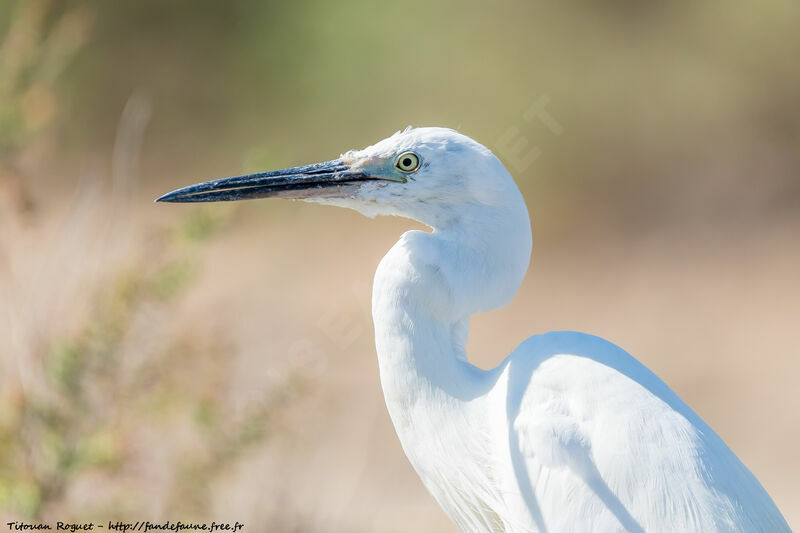 Aigrette garzette