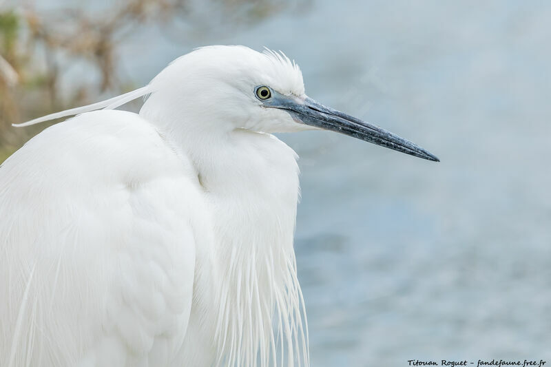 Little Egret