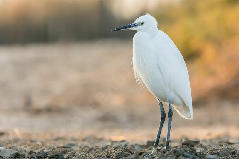 Little Egret