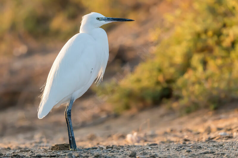 Aigrette garzette