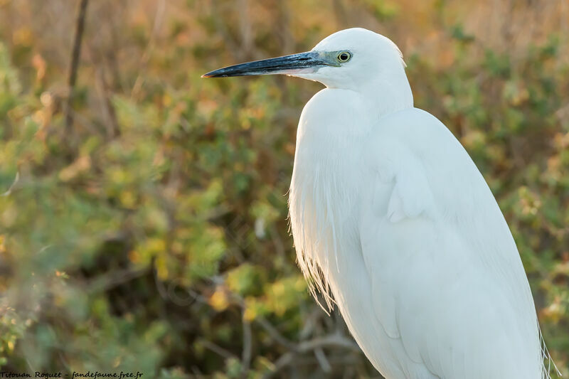 Little Egret