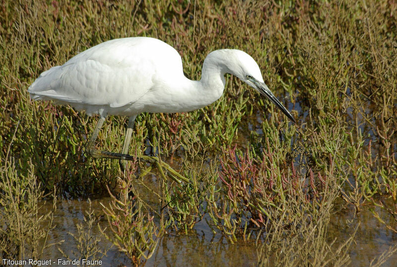 Aigrette garzette, marche