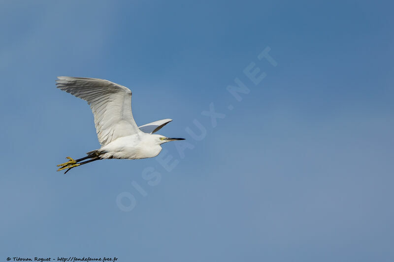 Little Egret, Flight