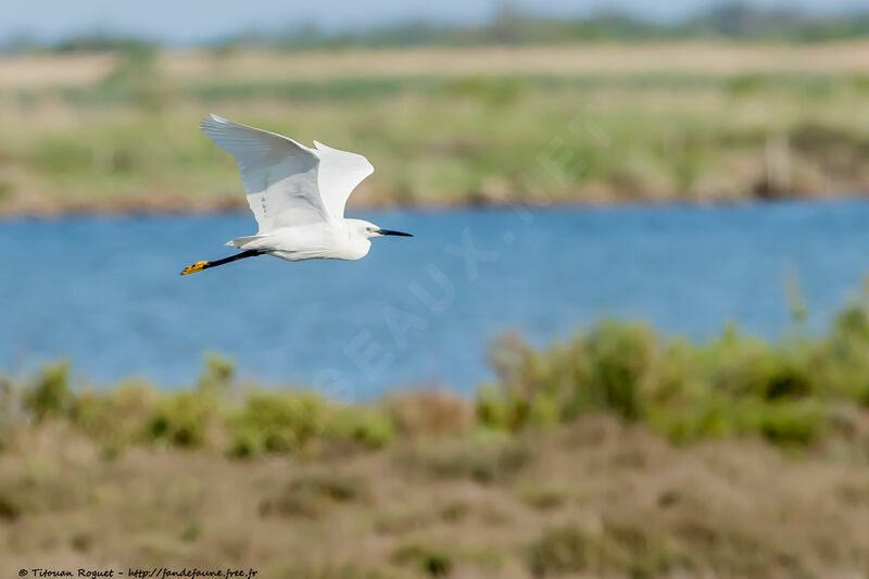 Little Egret, Flight