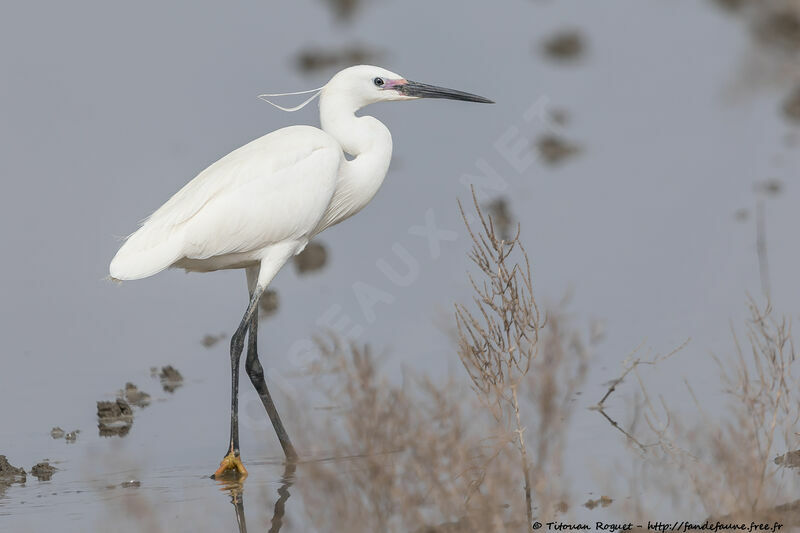 Aigrette garzette