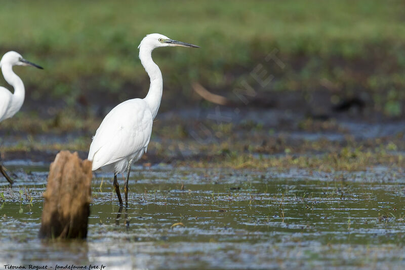 Little Egret