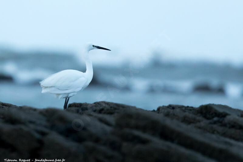 Aigrette garzette