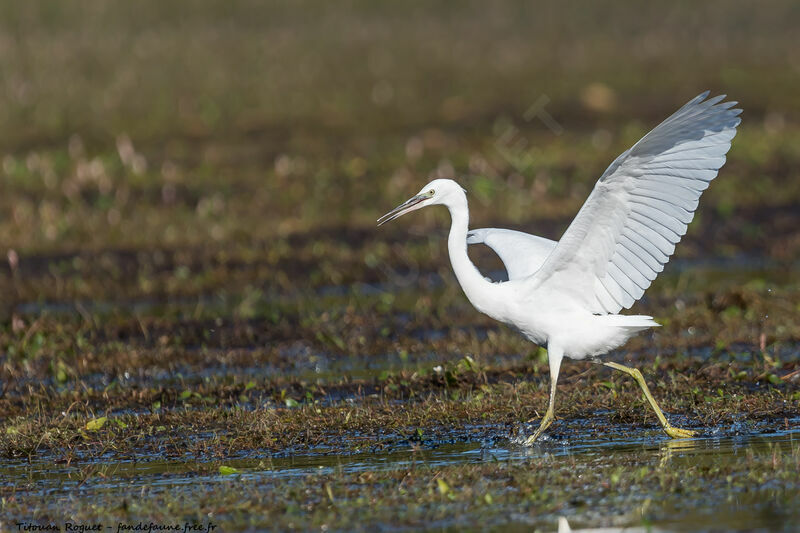 Little Egret