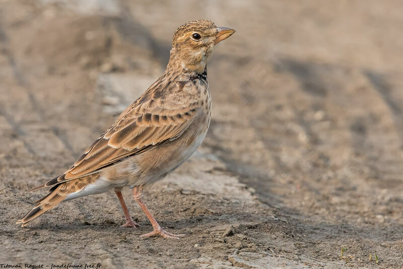 Calandra Lark