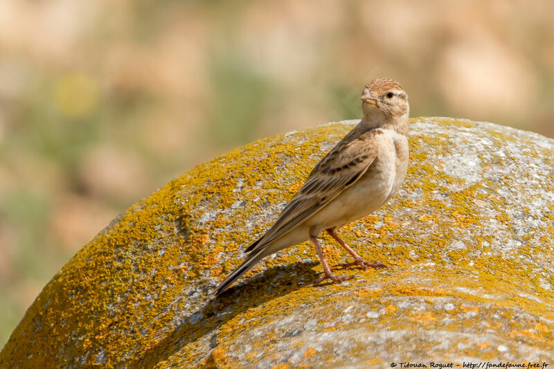 Greater Short-toed Larkadult breeding, identification, close-up portrait, aspect, pigmentation