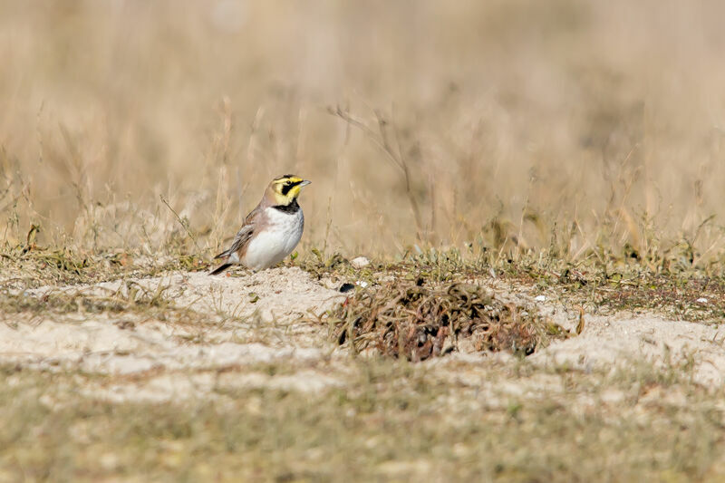 Horned Lark, identification