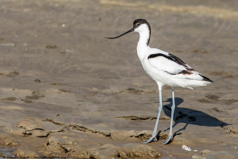 Pied Avocetadult breeding, identification, close-up portrait, aspect, pigmentation