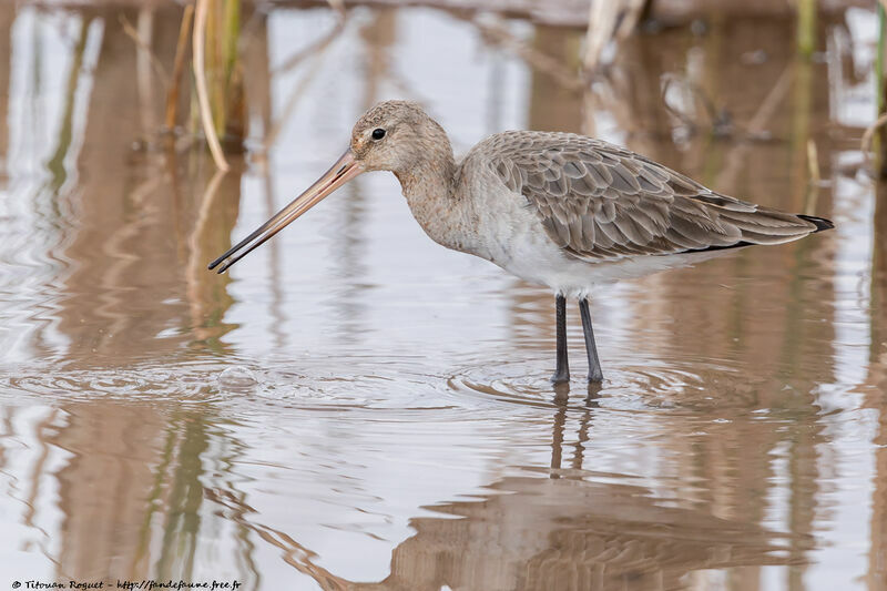 Black-tailed Godwit