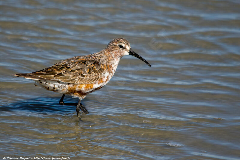 Curlew Sandpiper, identification, walking