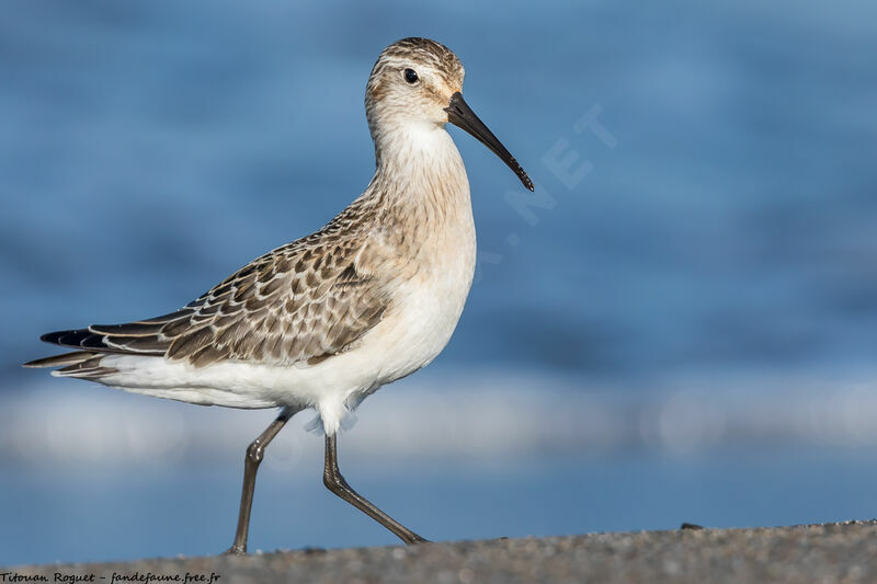 Curlew Sandpiper