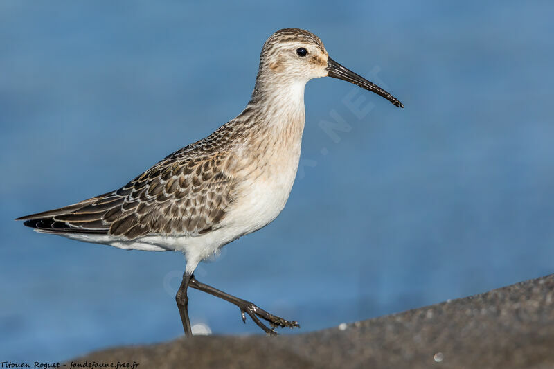 Curlew Sandpiper