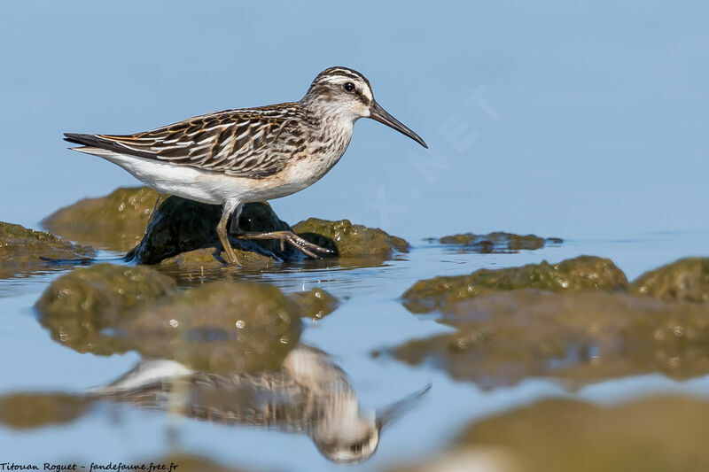 Broad-billed Sandpiper