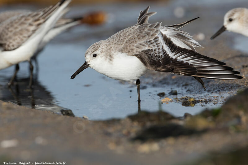 Sanderling