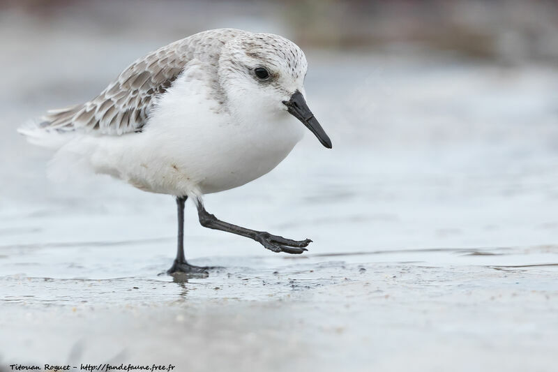 Sanderling