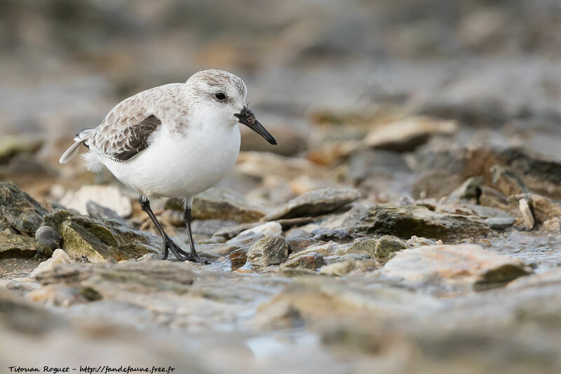 Bécasseau sanderling