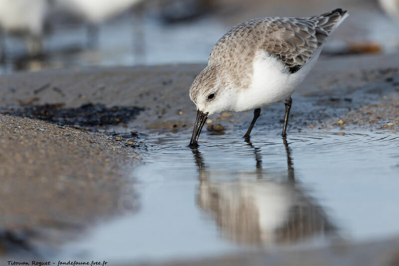 Sanderling