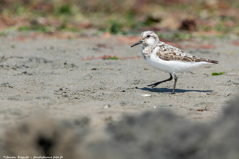 Sanderling