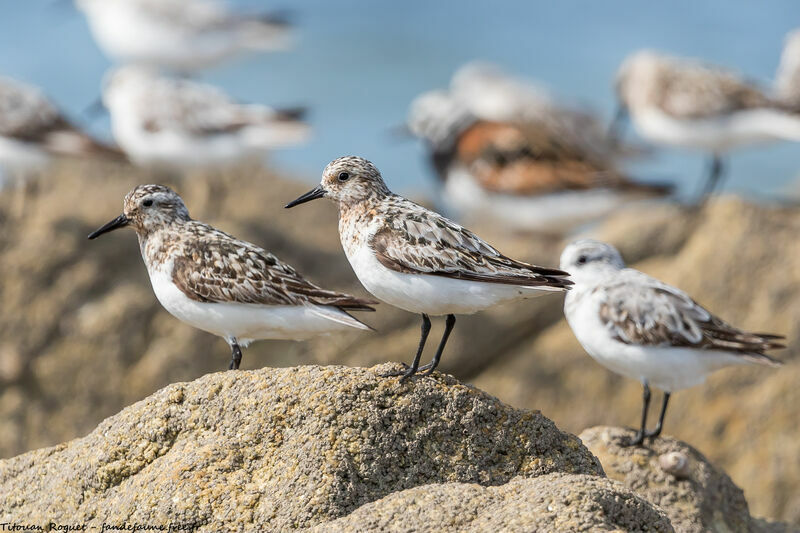 Bécasseau sanderling