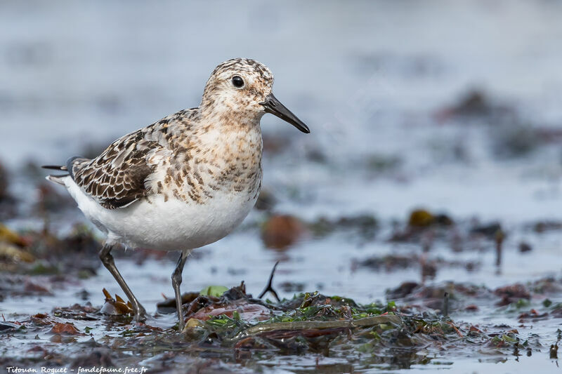 Bécasseau sanderling