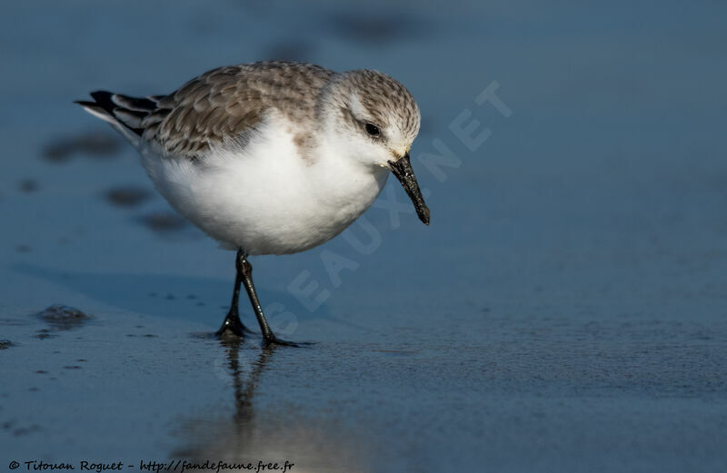 Sanderlingadult post breeding, identification, walking, eats