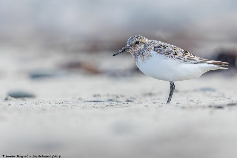 Bécasseau sanderling