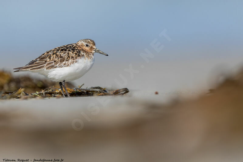 Sanderling