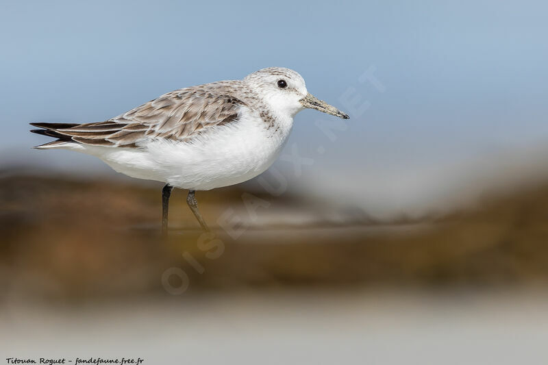 Bécasseau sanderling