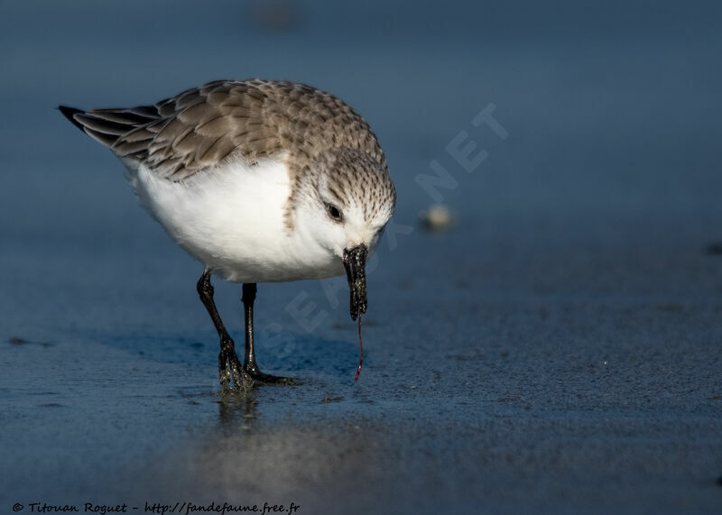 Sanderlingadult post breeding, identification, walking, eats