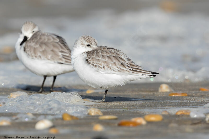 Bécasseau sanderling