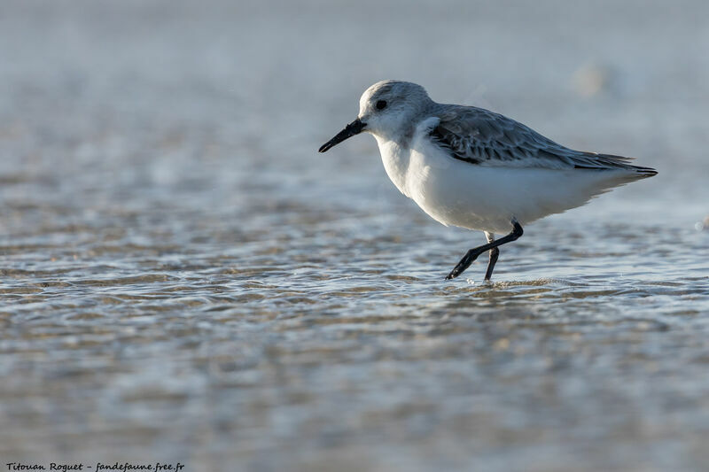 Sanderling