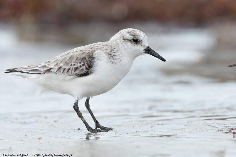 Sanderling