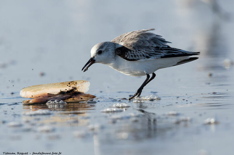 Sanderling, eats