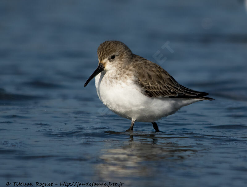 Dunlinadult post breeding, identification