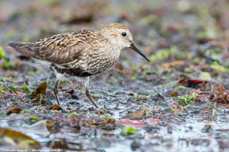 Dunlin