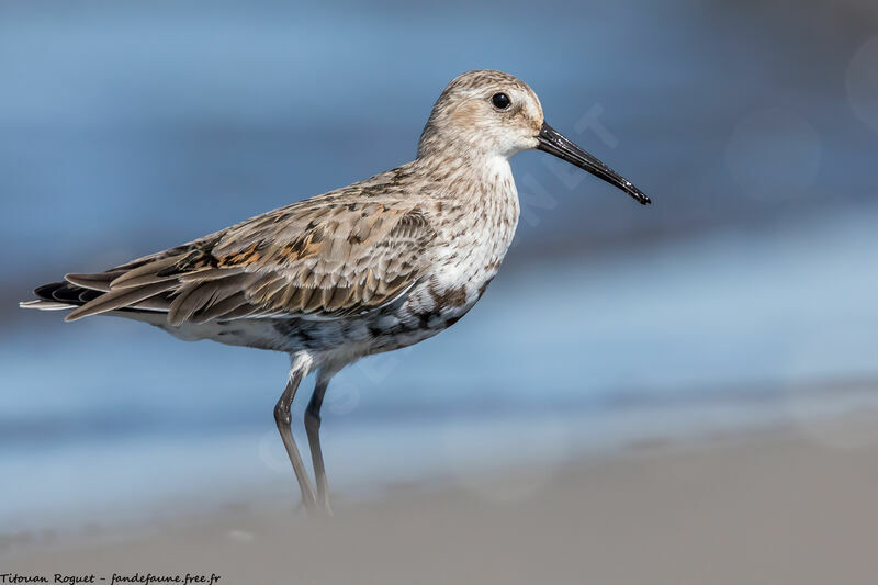 Dunlin