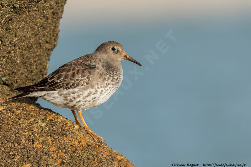 Purple Sandpiper