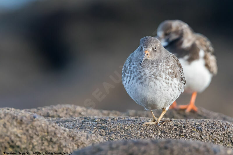 Purple Sandpiper