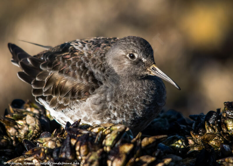 Purple Sandpiper, identification