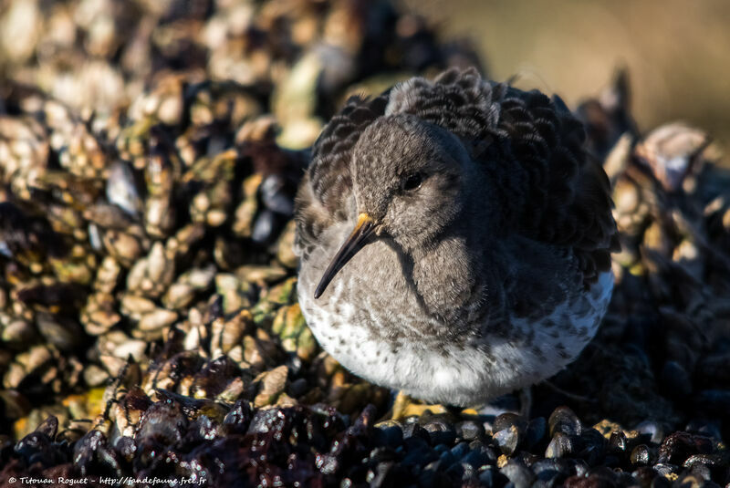 Purple Sandpiper, identification